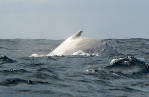 La ballena blanca del verano