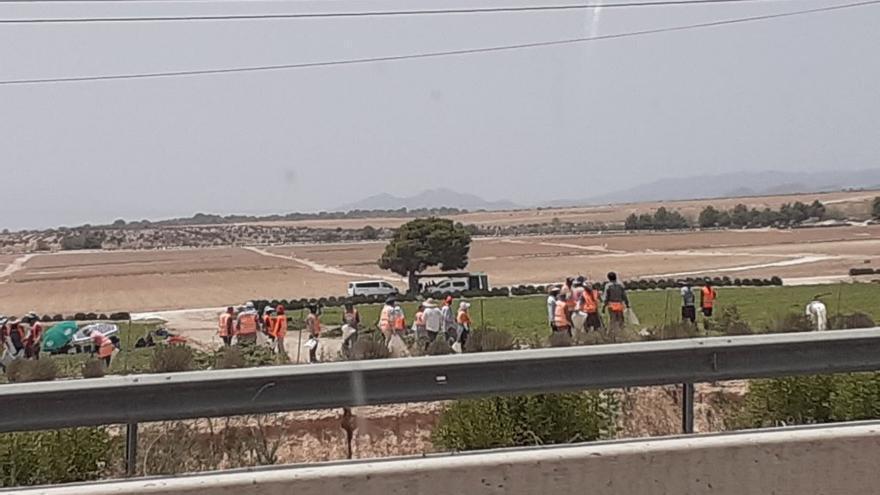 Ola de calor |  Jornaleros trabajando a más de 40 grados en Murcia: «Es indecente»
