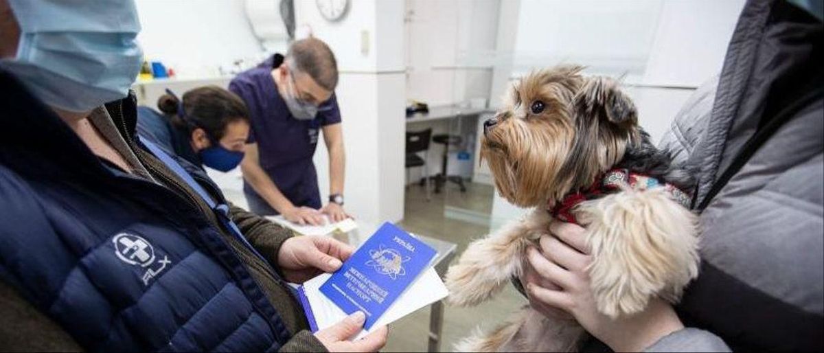 Huyendo de la guerra en Ucrania con 13 perros y 7 gatos Huyendo de la guerra en Ucrania con 13 perros y 7 gatos