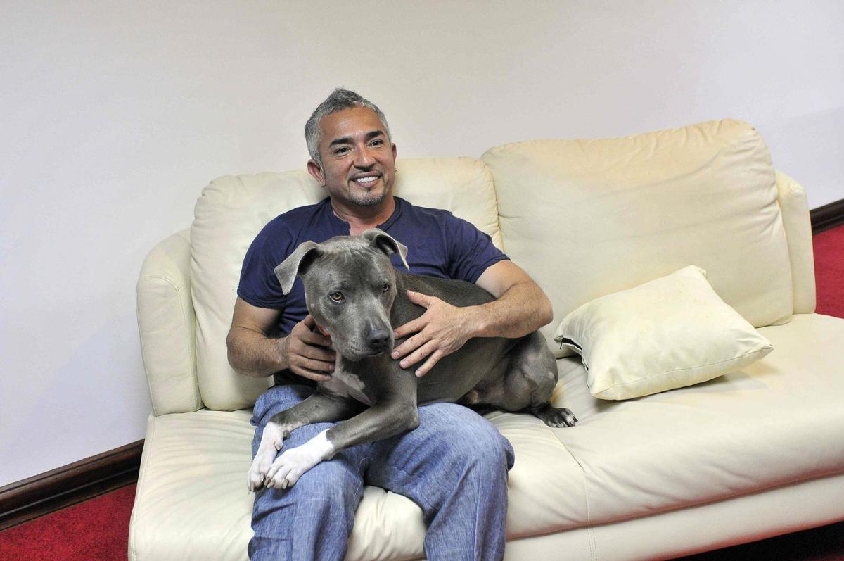 jerarquía Supone Corchete César Millán vuelve a la televisión con 'Mejor humano, mejor perro'