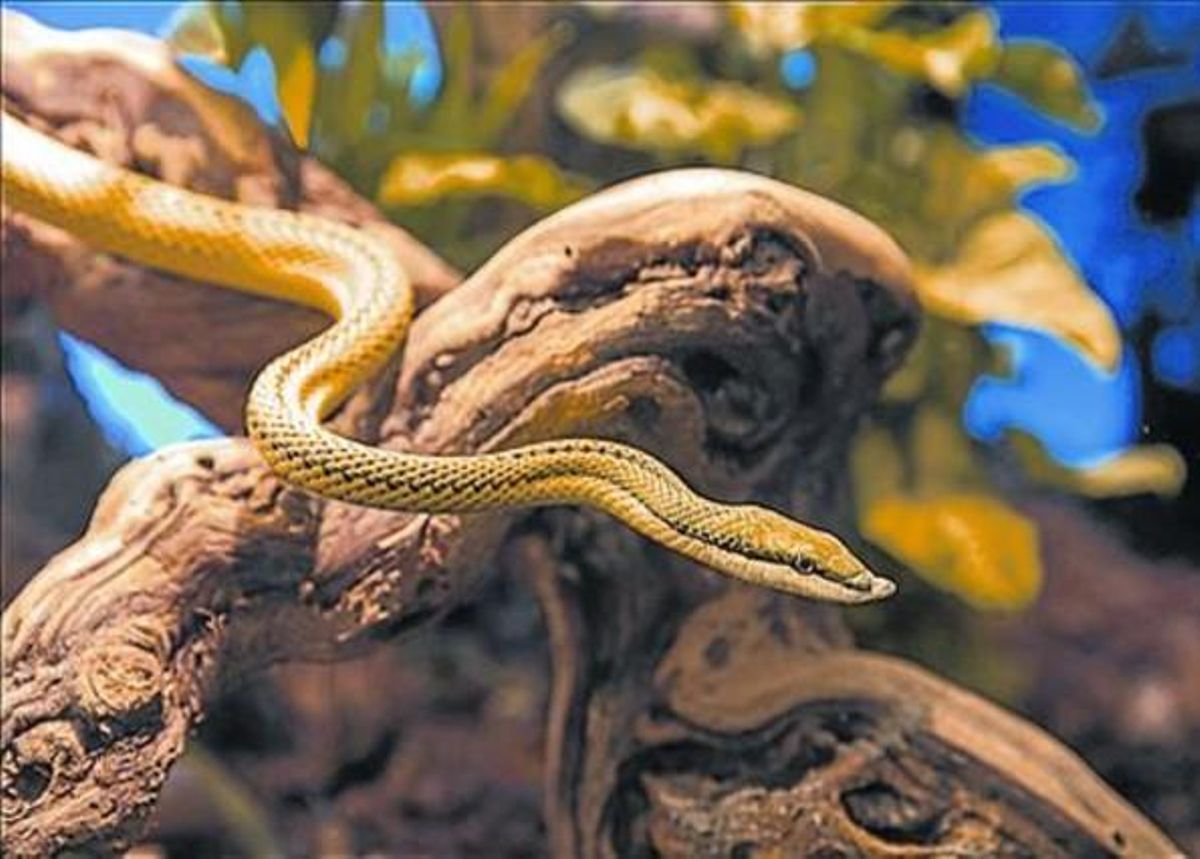 Animales venenosos en la muestra del Museu Blau. Animales venenosos en la muestra del Museu Blau.