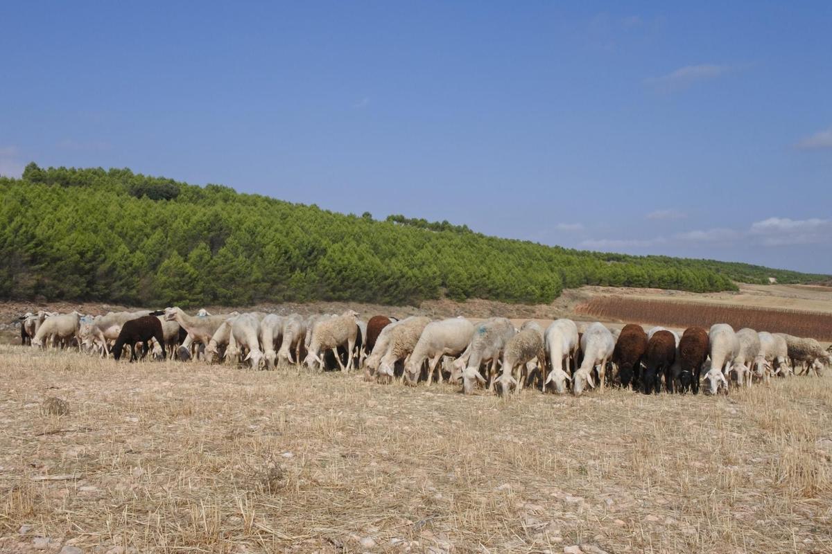 La viruela ovina inmoviliza 3,5 millones de animales en Castilla La Mancha La viruela ovina inmoviliza 3,5 millones de animales en Castilla La Mancha