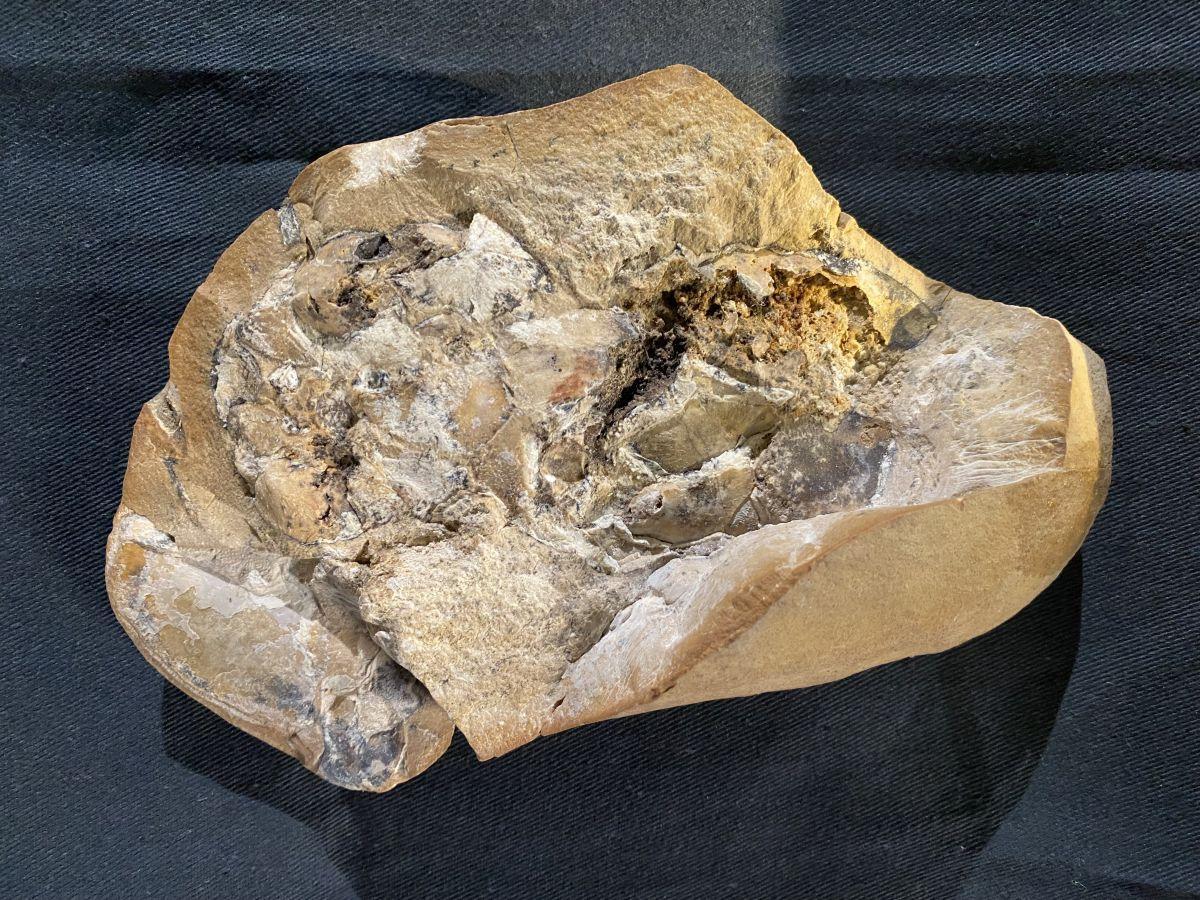 Descobreixen el cor més antic mai vist: forma part d’un fòssil de 380 milions d’anys