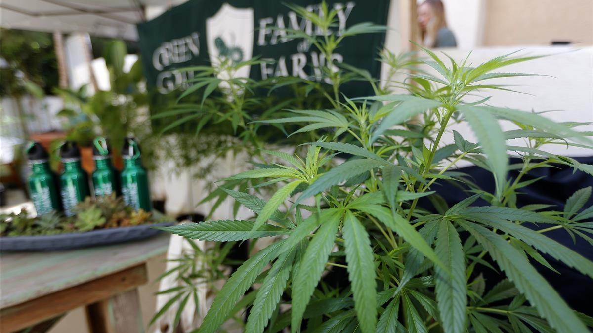 Encuentro de la industria del cannabis en una feria en California. Encuentro de la industria del cannabis en una feria en California.
