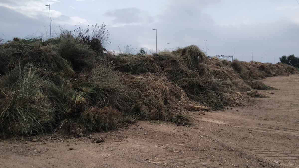 Viladecans procede a la retirada de juncales en espacios naturales Viladecans procede a la retirada de juncales en espacios naturales