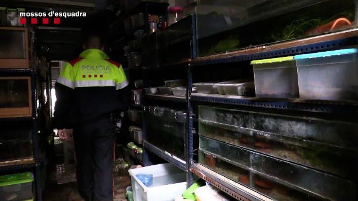 El almacén ilegal de especies protegidas de anfibios descubierto a raíz del incendio en un edificio de Gràcia. El almacén ilegal de especies protegidas de anfibios descubierto a raíz del incendio en un edificio de Gràcia.
