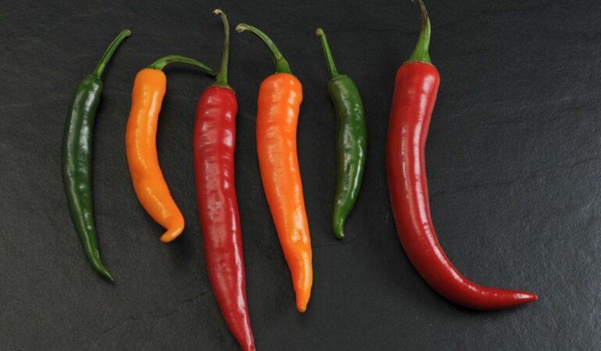 Un pimiento picante y un veneno mortal, utilizados para quitar el dolor Un pimiento picante y un veneno mortal, utilizados para quitar el dolor