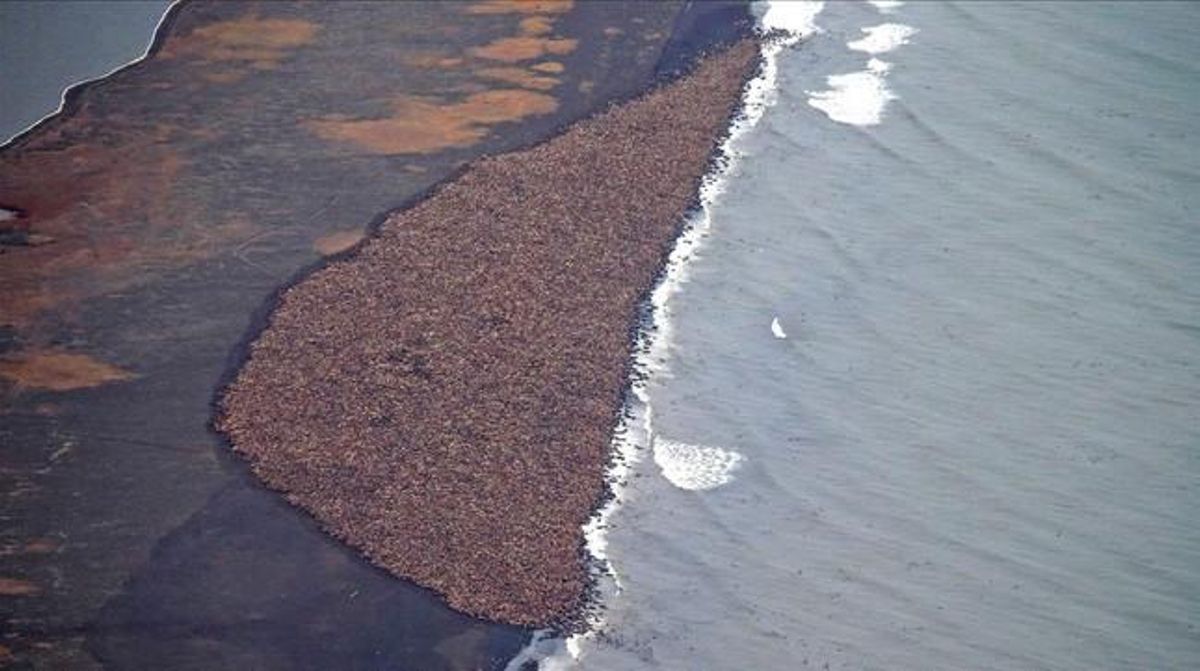 Acumulación de morsas en una playa del mar de Chukchi, en el norte de Alaska. Acumulación de morsas en una playa del mar de Chukchi, en el norte de Alaska.