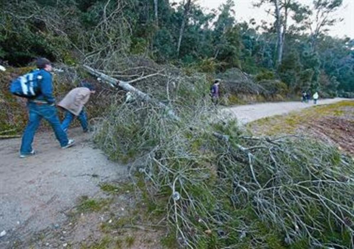 Miles de árboles caídos cortan los caminos de Barcelona y Girona