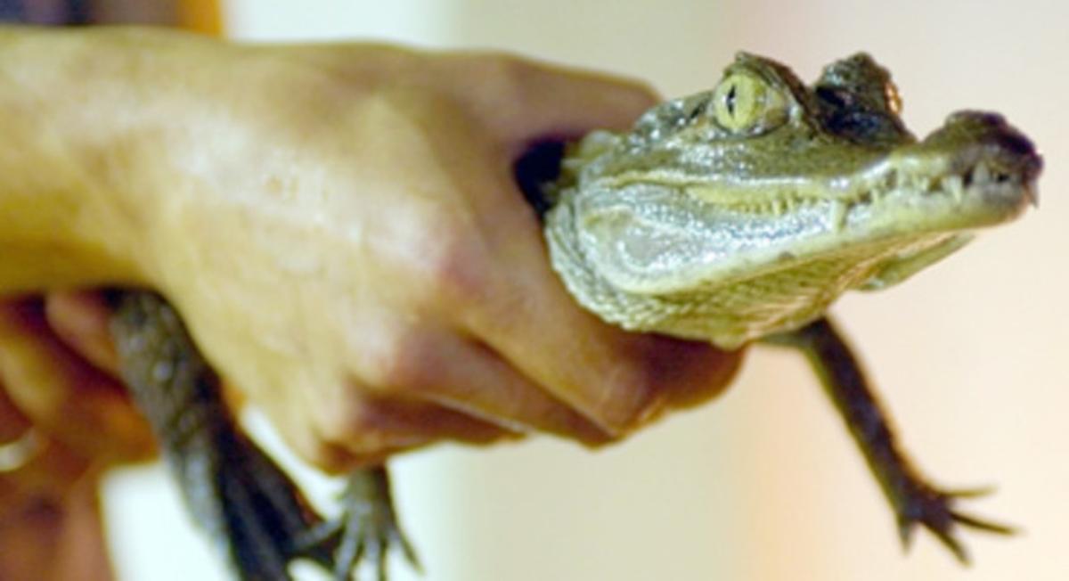 Un pequeño cocodrilo causa el pánico en un vuelo a El Cairo