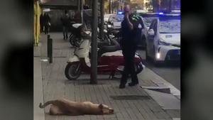 Sota, la perra muerta por el disparo de un guardia urbano.