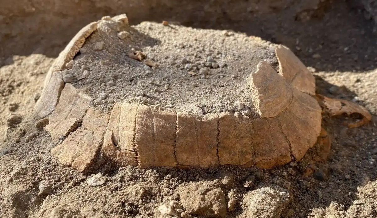 Sorpresa a les excavacions de Pompeia: apareix una tortuga amb el seu ou Sorpresa a les excavacions de Pompeia: apareix una tortuga amb el seu ou