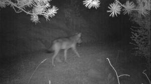 Imagen nocturna del lobo captada por una cámara en el Pirineo, facilitad por la Conselleria de Territori i Sostenibilitat.