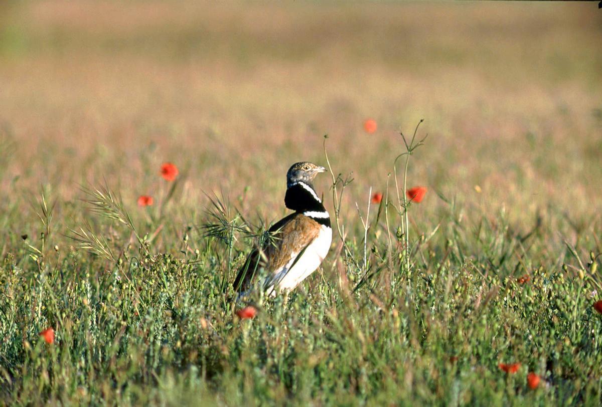 Lanzan una campaña para frenar el declive de las aves agrarias Lanzan una campaña para frenar el declive de las aves agrarias