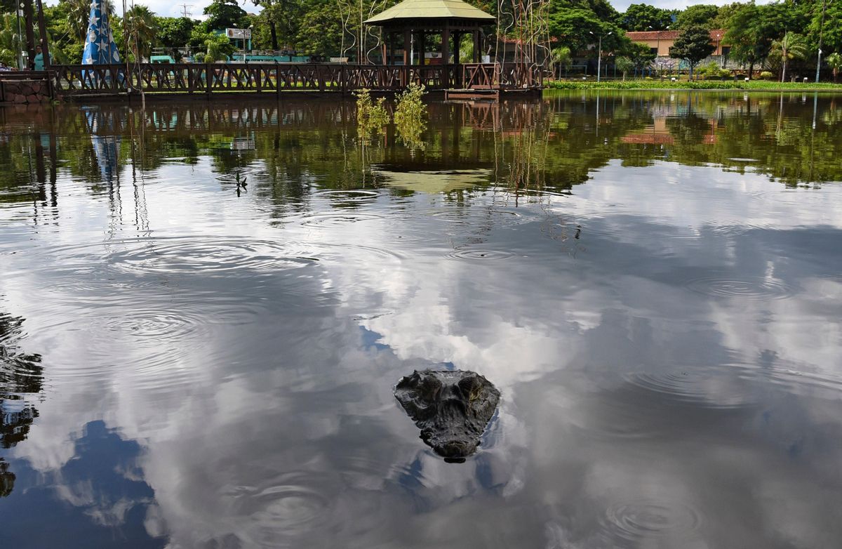 Un caiman, junto al centro comercial de Itá. Un caiman, junto al centro comercial de Itá.