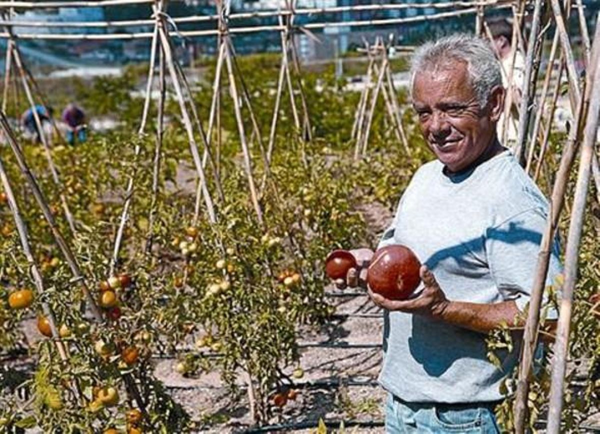 Un trabajador muestra productos del huerto ecológico. Un trabajador muestra productos del huerto ecológico.