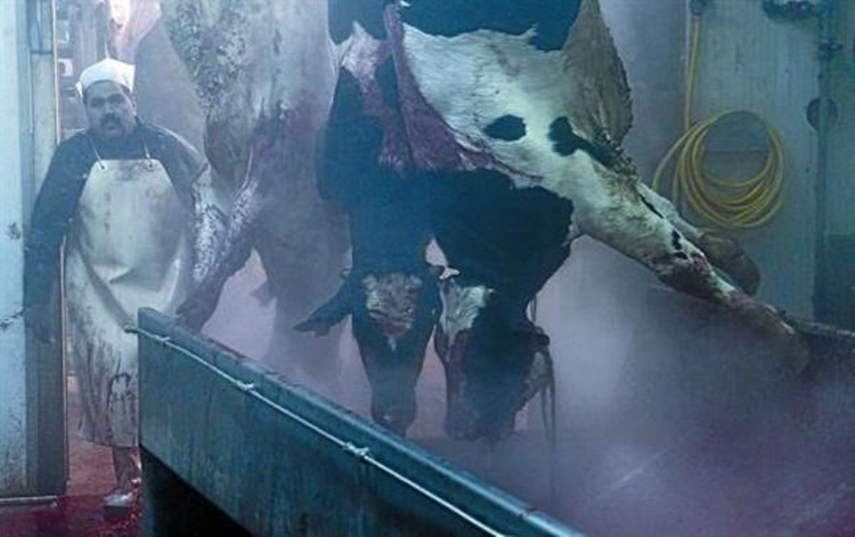 Unos terneros recién degollados se desangran enel matadero de Girona, ayer. Unos terneros recién degollados se desangran enel matadero de Girona, ayer.