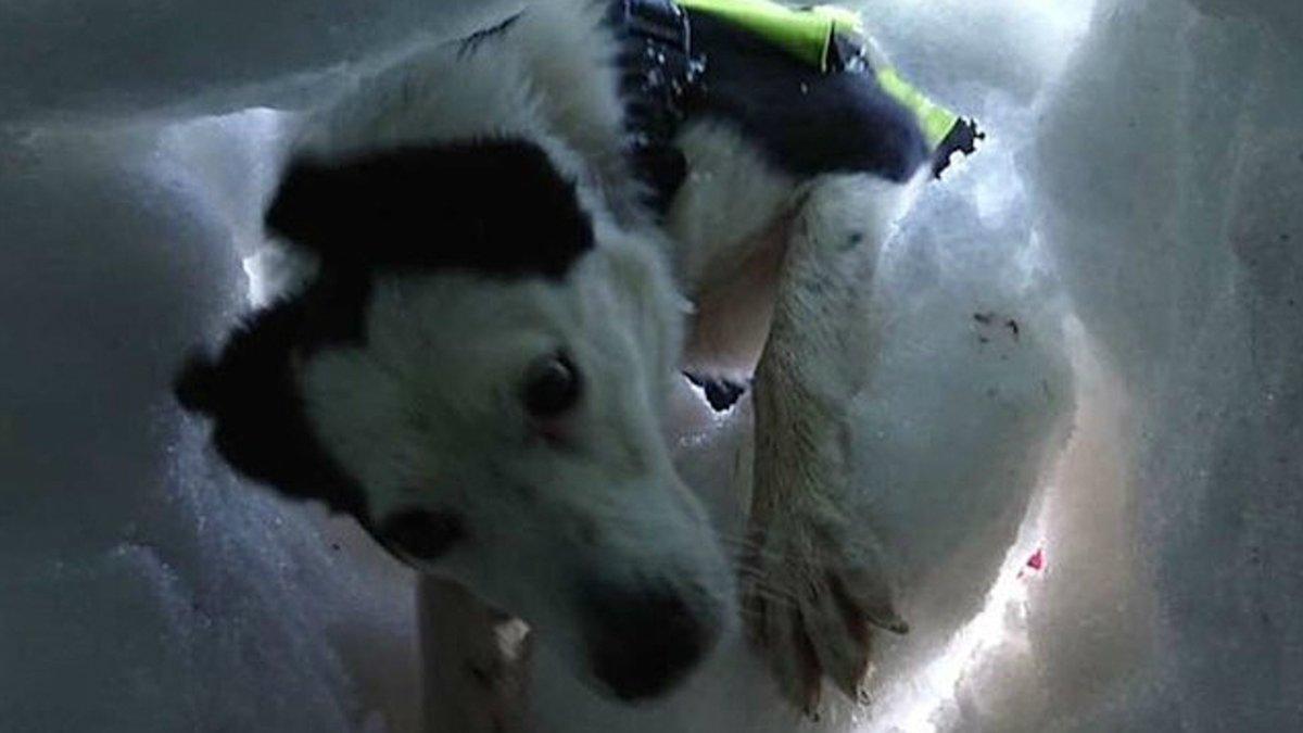 La perra de rescate Flo localiza a una supuesta víctima enterrada bajo la nieve.