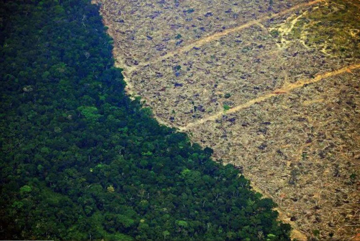 El mundo deforestó el equivalente a toda Suiza en el año de la pandemia El mundo deforestó el equivalente a toda Suiza en el año de la pandemia