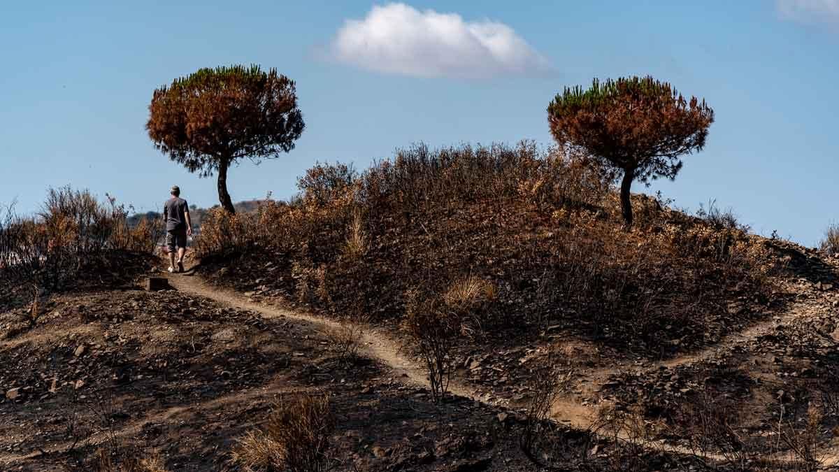 Zona de Collserola quemada por un incendio, el pasado mes de junio. Zona de Collserola quemada por un incendio, el pasado mes de junio.