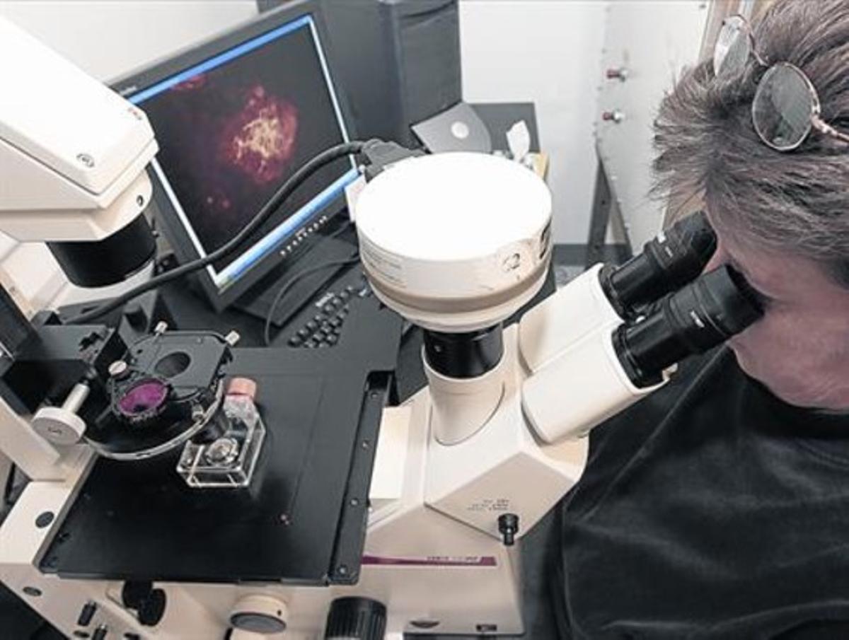 Una investigadora observa a través de un microscopio.