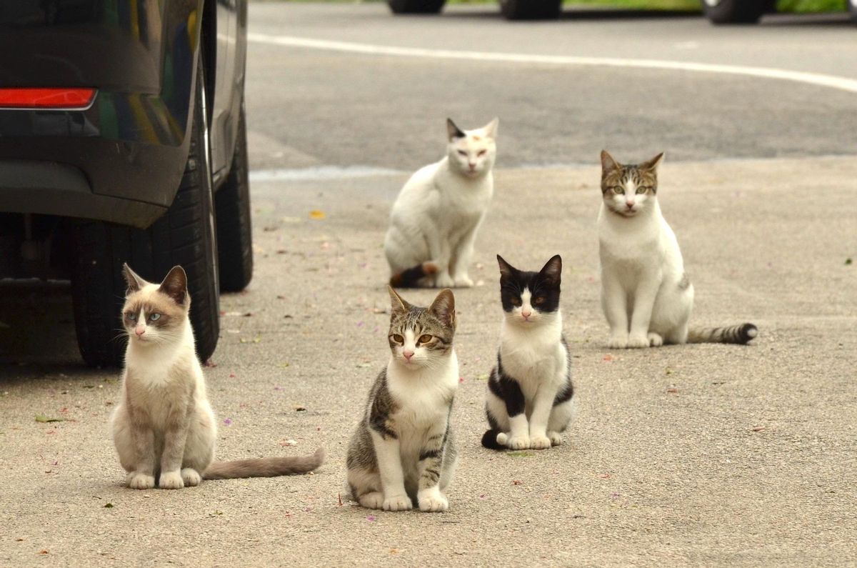 Así se relacionan los animales en la ciudad cuando no hay humanos Así se relacionan los animales en la ciudad cuando no hay humanos