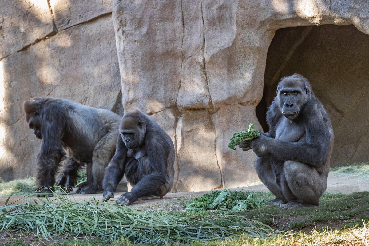 Goril·les d’un zoo d’Atlanta (EUA) donen positiu de Covid Goril·les d’un zoo d’Atlanta (EUA) donen positiu de Covid