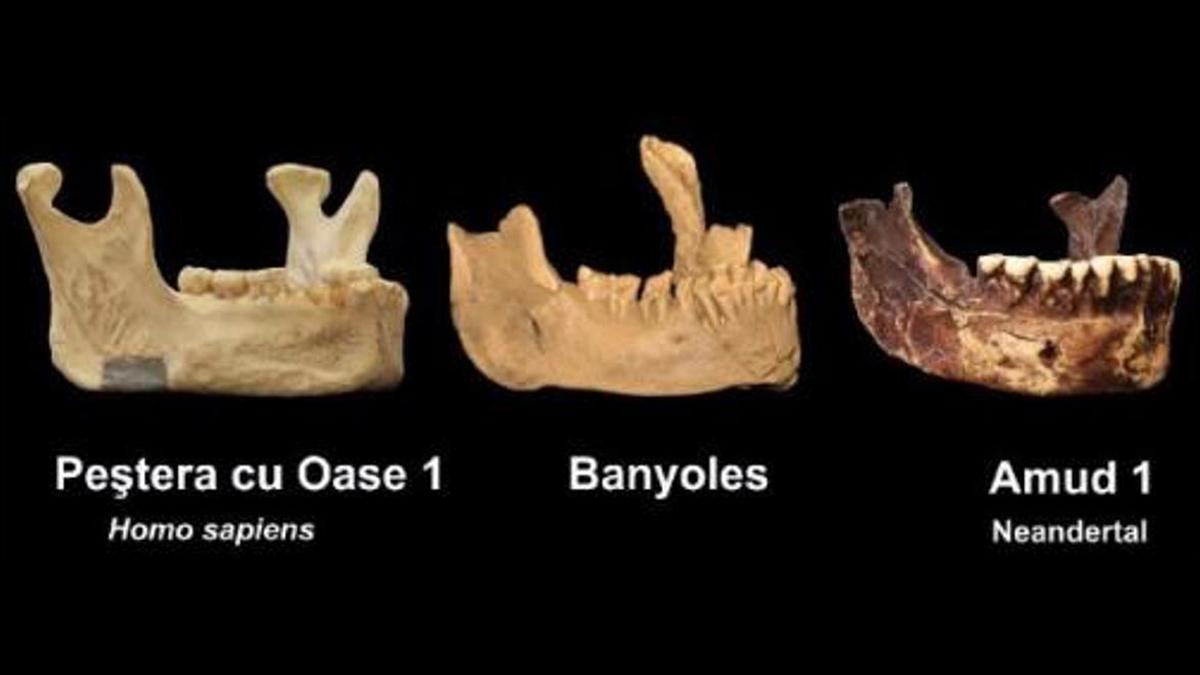 Imágenes de la mandíbula de Banyoles comparadas con otros restos óseos de la misma época, el primero atribuído a un ’sapiens’ y el segundo a un ’neandertal’.