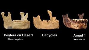 La mandíbula de Banyoles podria ser del primer ‘sapiens’ d’Europa
