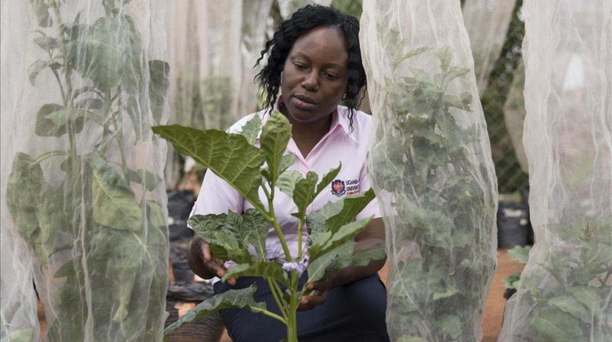 El cerebro de la huerta africana El cerebro de la huerta africana