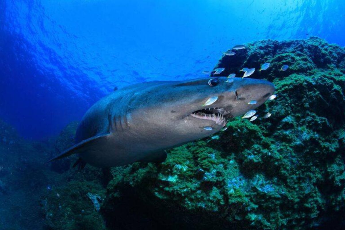 Un tiburón ataca a una mujer en una playa de Florida Un tiburón ataca a una mujer en una playa de Florida