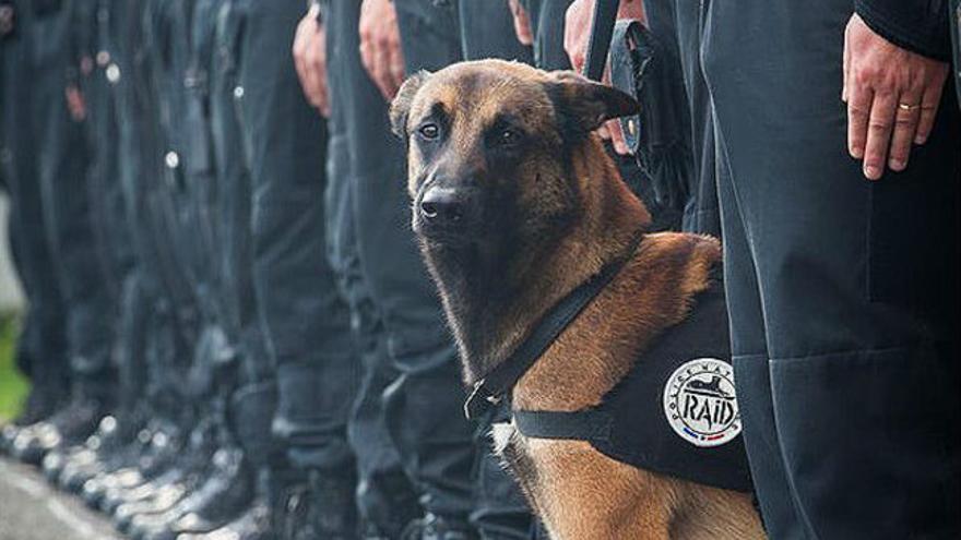 Duelo por la muerte de un perro policÃ­a en el asalto de Saint-Denis