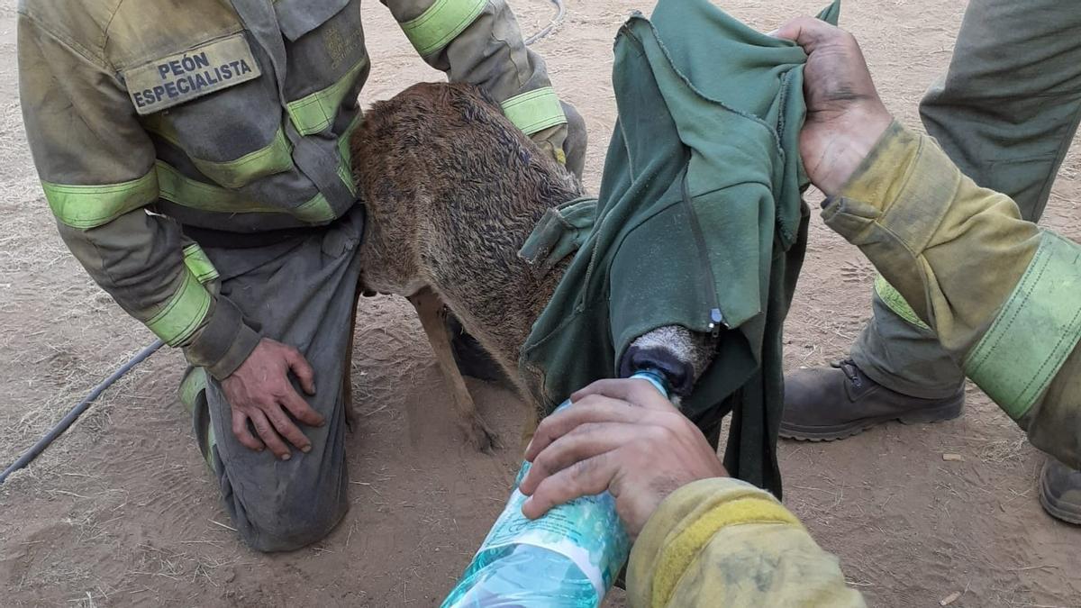 L’emotiu rescat d’un cabirol en els incendis de Zamora | Vídeo