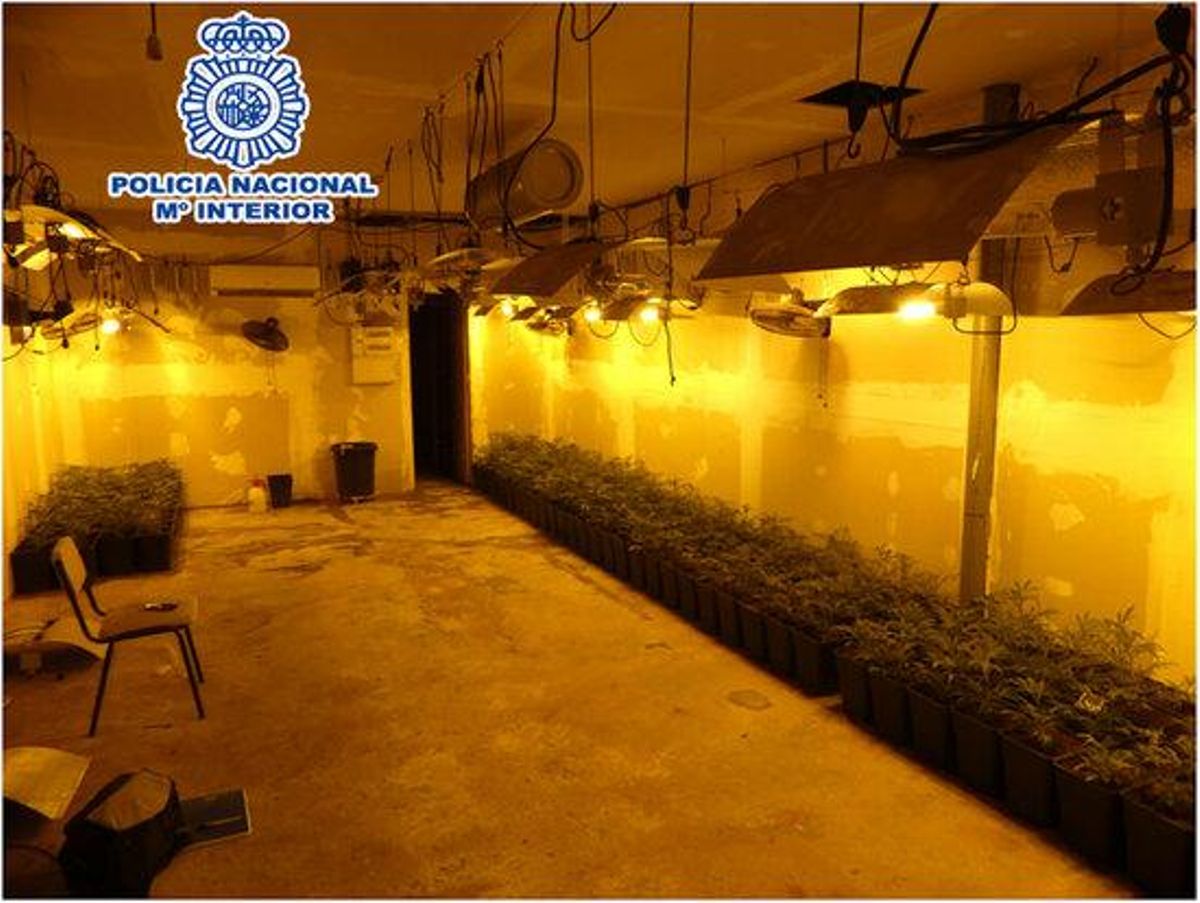Imagen de la plantación de marihuana encontrada en un garaje de Cornellà Imagen de la plantación de marihuana encontrada en un garaje de Cornellà