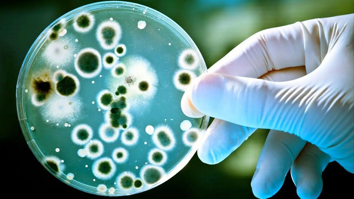 La bacteria que causa la melioidosis, detectada por primera vez en Estados Unidos