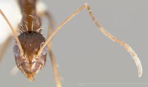 10 trucos para eliminar las hormigas en casa