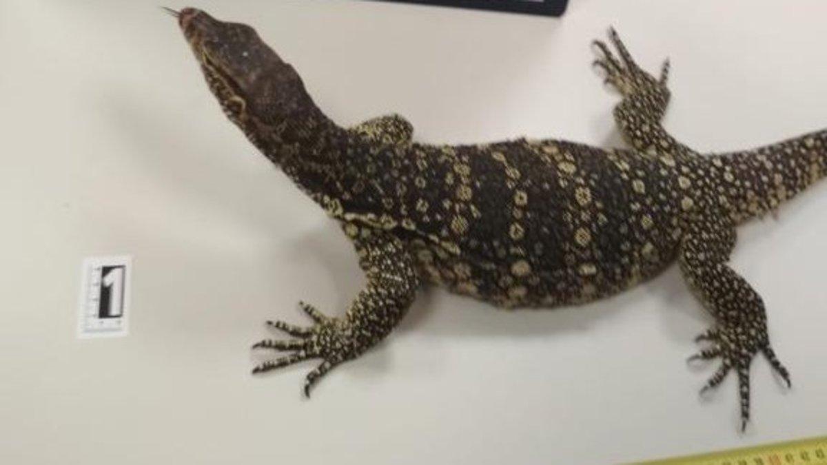 La cría de varano del Nilo que un hombre de Vitoria ha intentado enviar por mensajería a Cádiz, hace unos días. La cría de varano del Nilo que un hombre de Vitoria ha intentado enviar por mensajería a Cádiz, hace unos días.