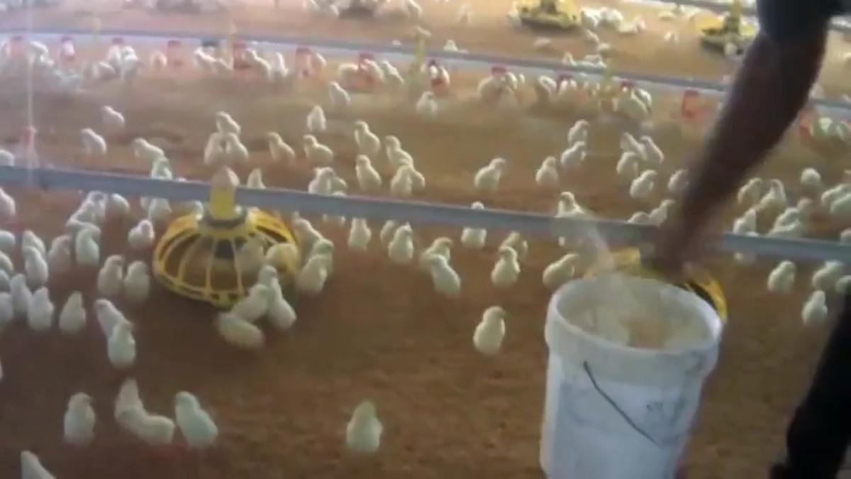 Així agonitzen els pollastres: el maltractament de les macrogranges que proveeixen Lidl s’estén a Tarragona i Sevilla