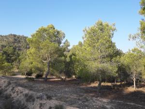 La sequía está matando los pinares de Cataluña con un año de retraso