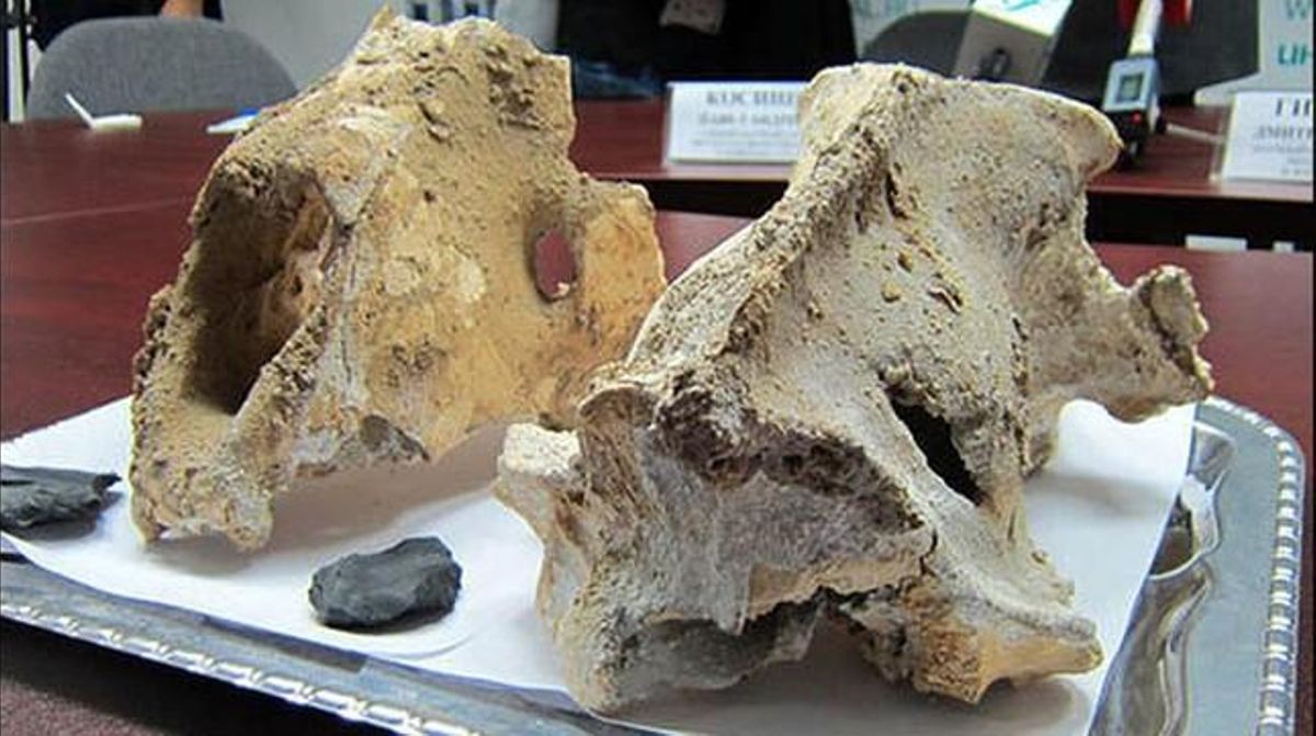 Cráneos de león de las cavernas localizados en la cueva de Imanae, en la república rusa de Bashkiria. Cráneos de león de las cavernas localizados en la cueva de Imanae, en la república rusa de Bashkiria.