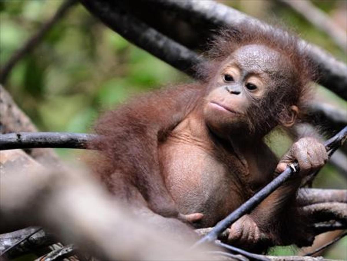 Una cría de orangután en un centro de fauna de Indonesia.
