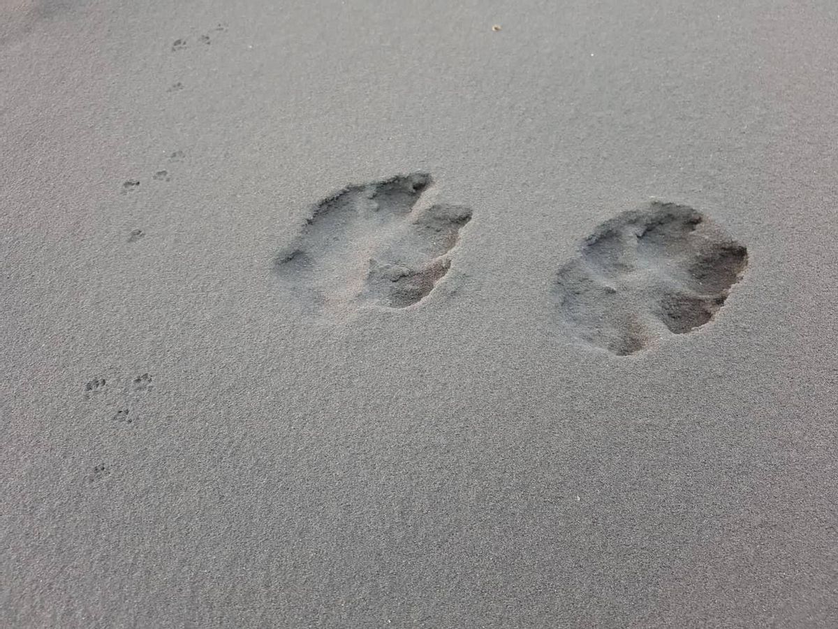 Huellas de animales en el volcán de La Palma. Huellas de animales en el volcán de La Palma.