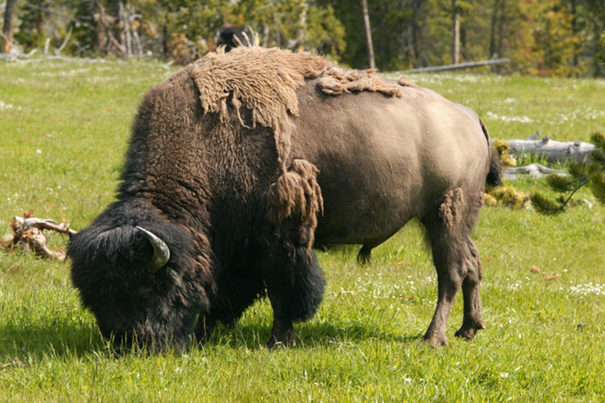 Un bisonte americano en el parque nacional de Yellowstone, en Estados Unidos.