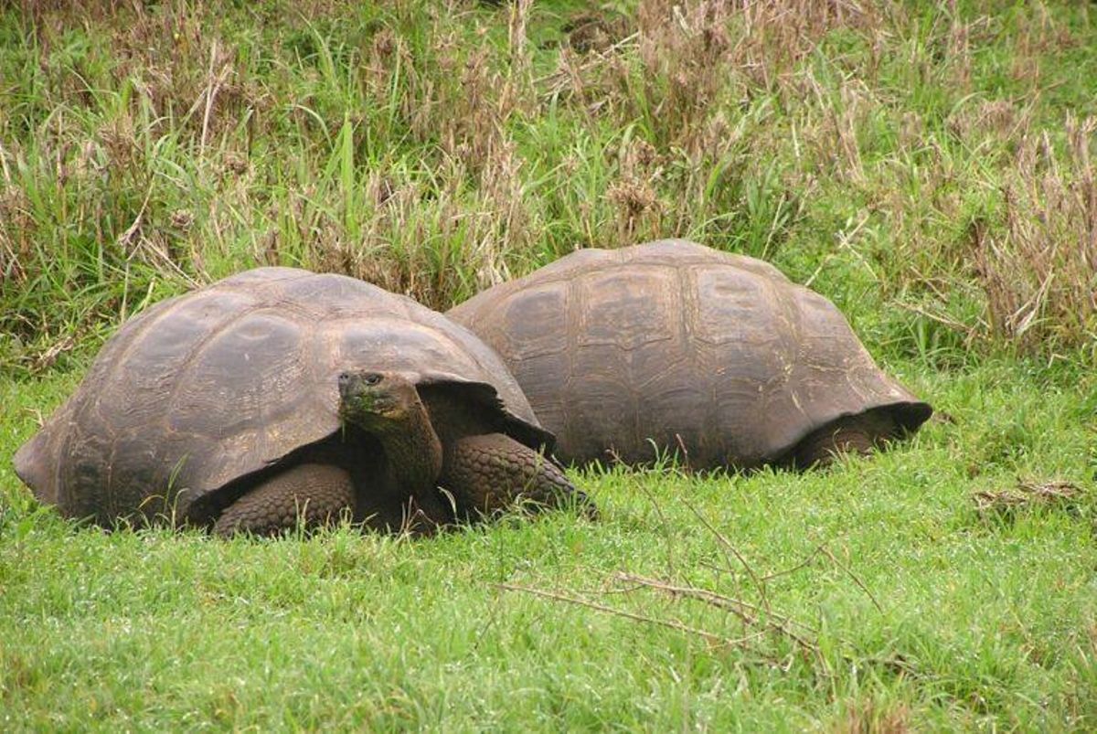 Las tortugas gigantes de las Galápagos desentrañan el secreto de la longevidad Las tortugas gigantes de las Galápagos desentrañan el secreto de la longevidad