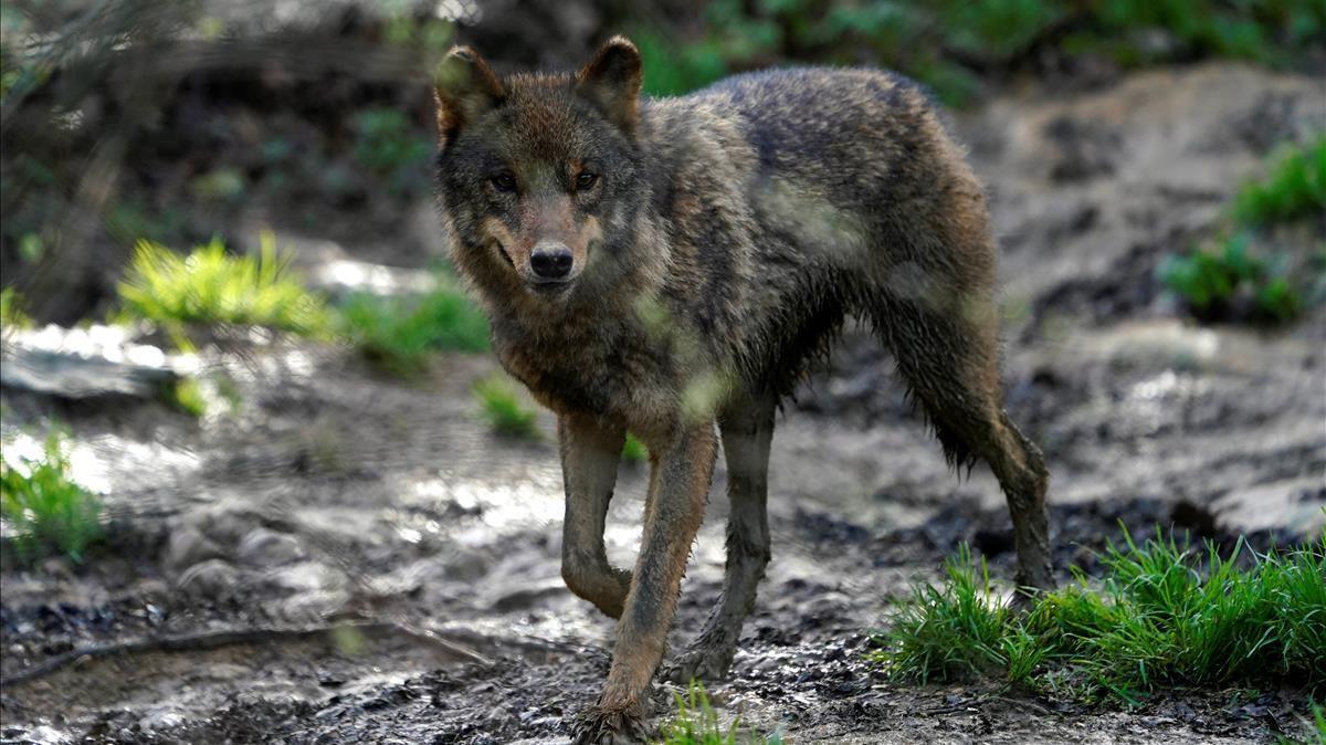 Un lobo en el refugio de fauna silvestre amenazada de Basondo, en Bizcaia.