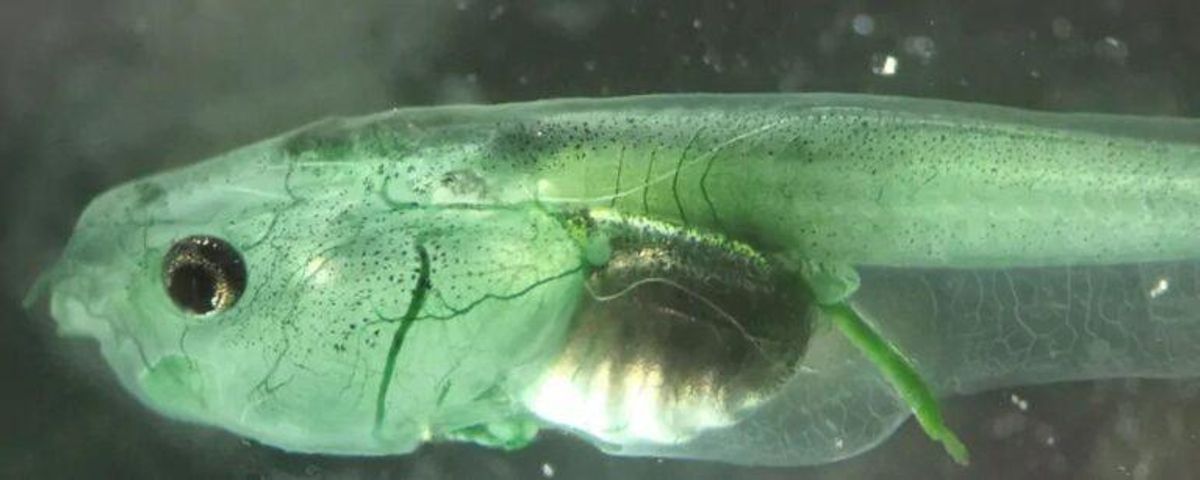 Crean en laboratorio una criatura que no necesita respirar: el oxígeno llega a las neuronas por fotosíntesis Crean en laboratorio una criatura que no necesita respirar: el oxígeno llega a las neuronas por fotosíntesis