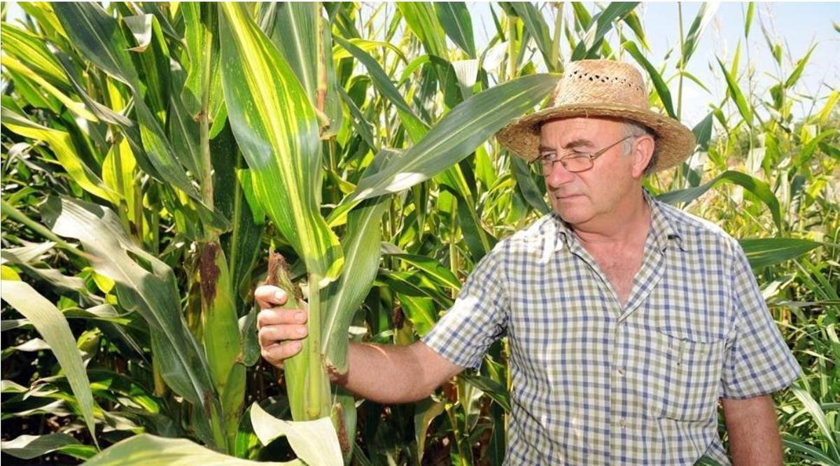 El agricultor Josep Pàmies, en una foto de archivo
