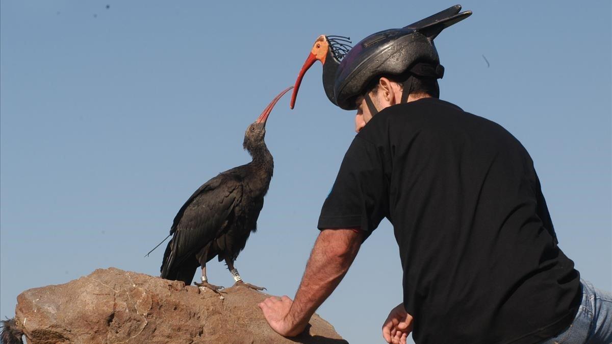 Un especialista en la cría de ibis eremita del Zoo de Jerez, caracterizado de ibis para evitar la ’humanización’ de las crías.