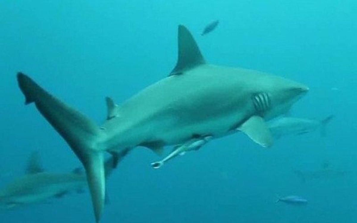 Un tiburón nadando en el fondo del mar. Un tiburón nadando en el fondo del mar.