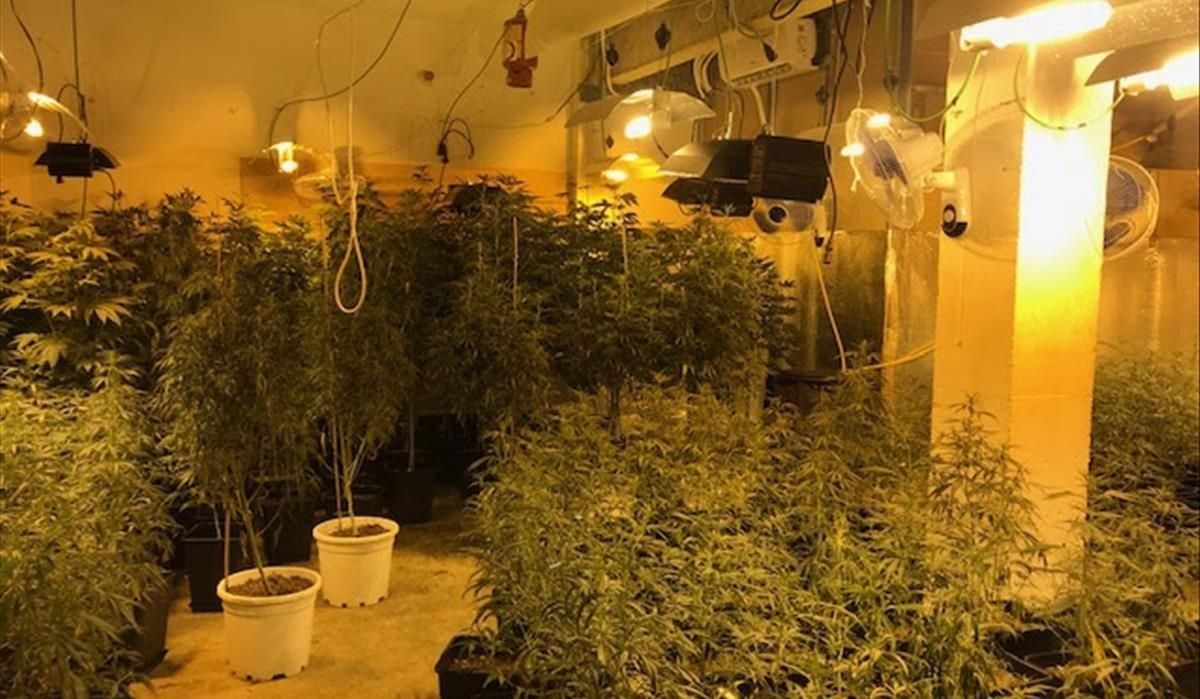 Plantación de marihuana decomisada en otra operación policial. Plantación de marihuana decomisada en otra operación policial.